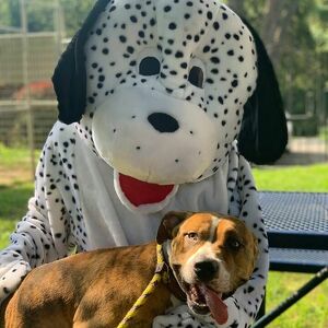 Team Page: Official Lifesavers 